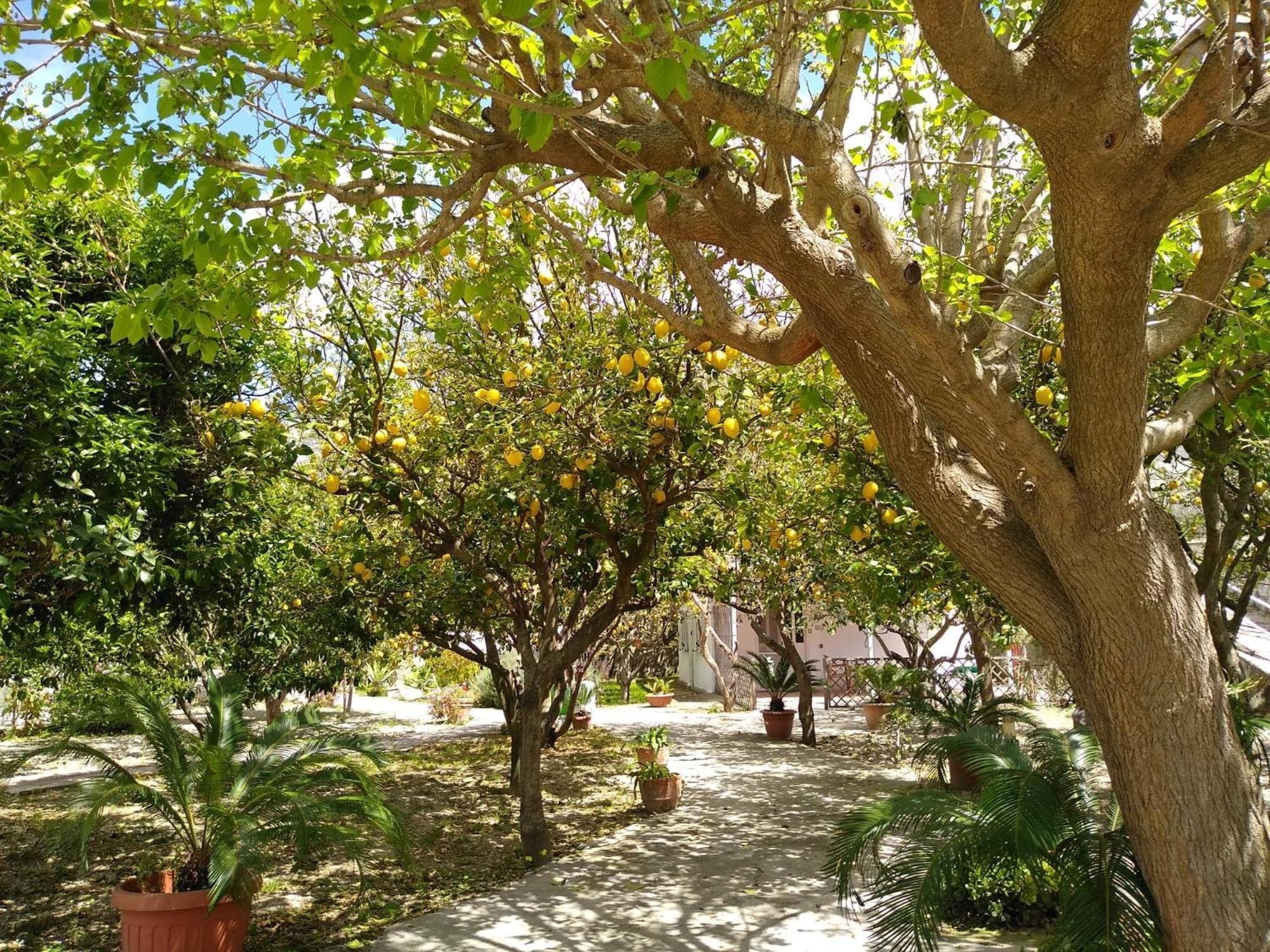 Residence Limoneto Ischia Форио Экстерьер фото
