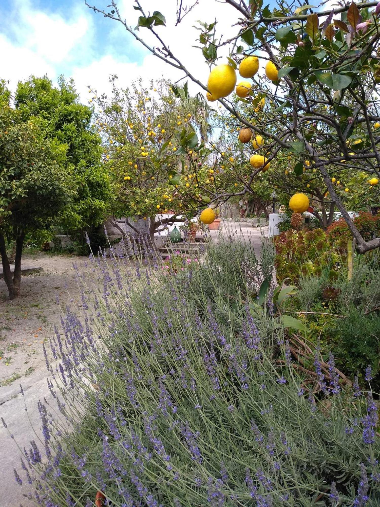 Residence Limoneto Ischia Форио Экстерьер фото