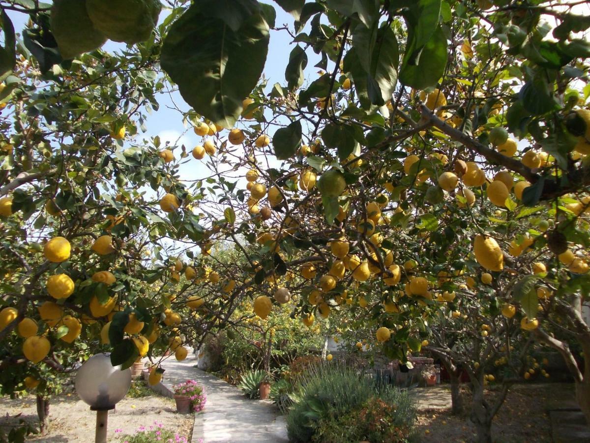 Residence Limoneto Ischia Форио Экстерьер фото
