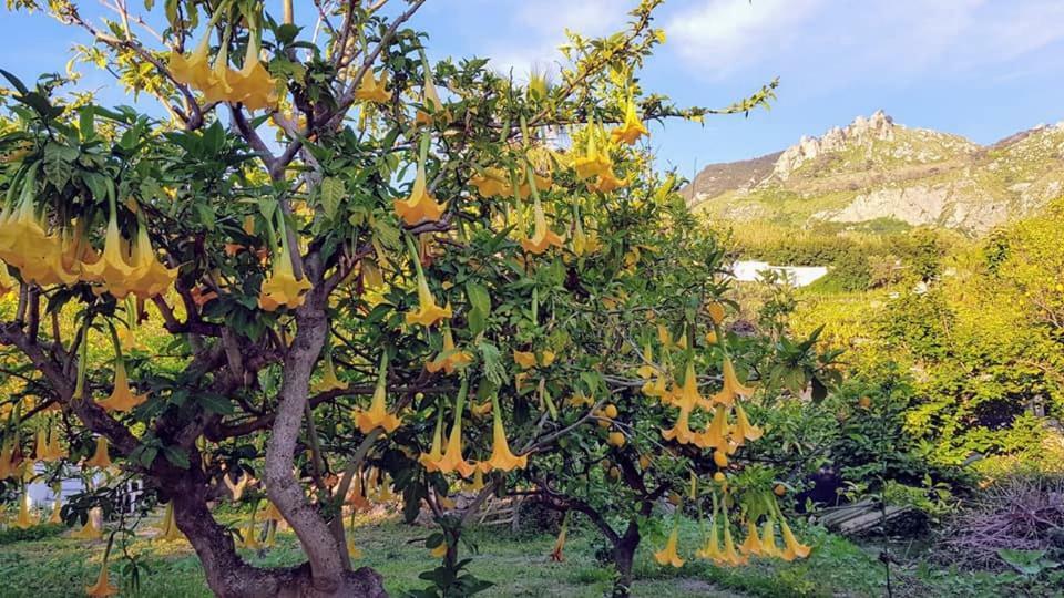 Residence Limoneto Ischia Форио Экстерьер фото