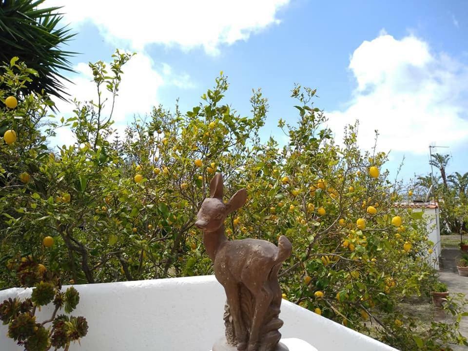 Residence Limoneto Ischia Форио Экстерьер фото